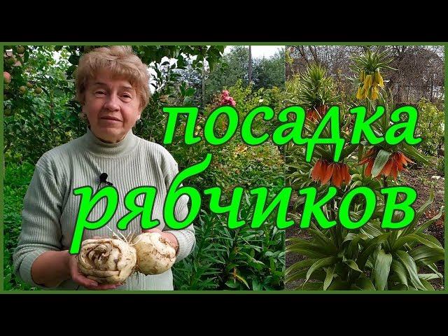 ПРАВИЛА И НЮАНСЫ ПОСАДКИ РЯБЧИКОВ ИМПЕРАТОРСКИХ В ГРУНТ.