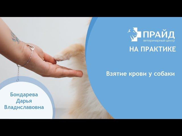 Взятие крови у собаки