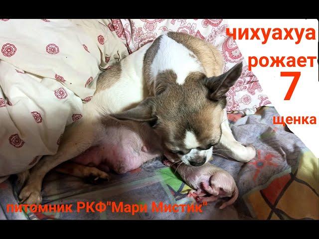 #ЧИХУАХУА рожает СЕДЬМОГО щенка 16.05.23 #РОДЫ у Мари Мистик Фортуны ( Симона ) +7 921 595 08 48