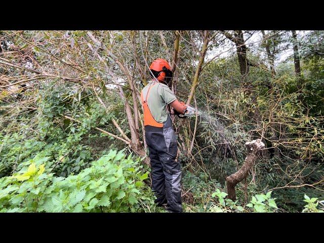 Pollarding an Overgrown Fallen Willow Tree