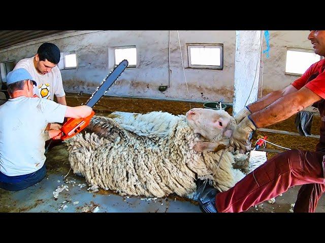 Most Satisfying Sheep Shearing - Modern technology