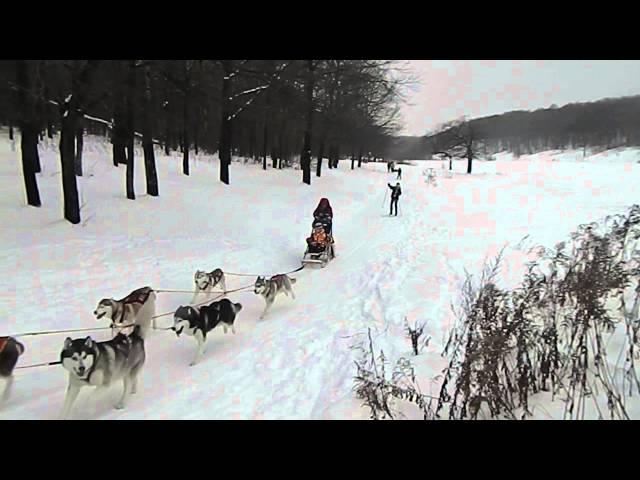 Небольшое видео: катание на санях, собаки хаски