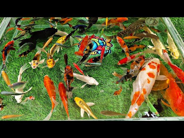 Unboxing Colorful Ornamental Fish, Goldfish, Oscar Fish, Betta Fish, Catfish, Glofish