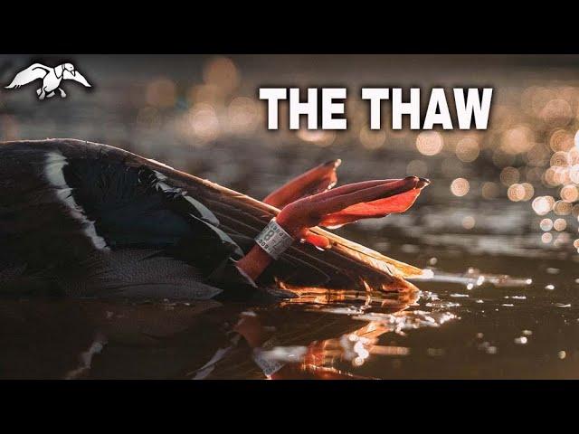 The Thaw // The most ducks we've seen on this property in 15 years