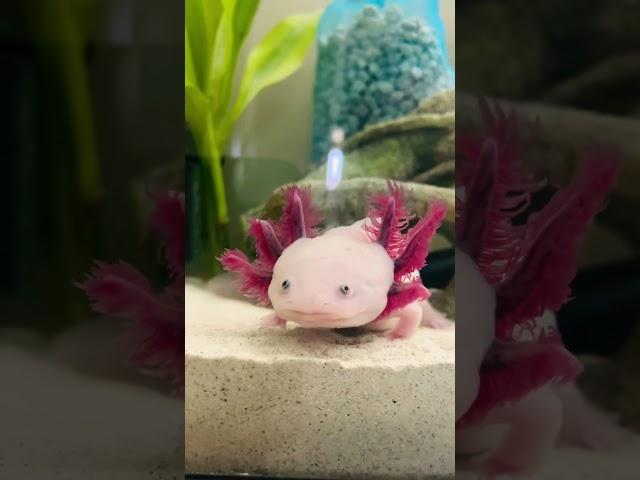 Chilling Axolotl Pinky love the new tank location. #axolotl