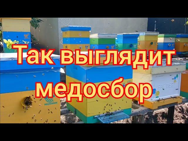 Как выглядит медосбор? Без весов и осмотра рамок...