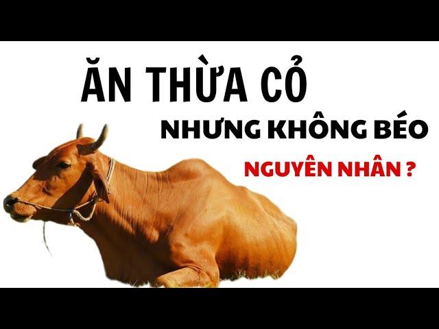 Vỗ Béo Trâu, Bò Gầy / Những Kiến Thức Bổ Ích Về Nuôi Bò.