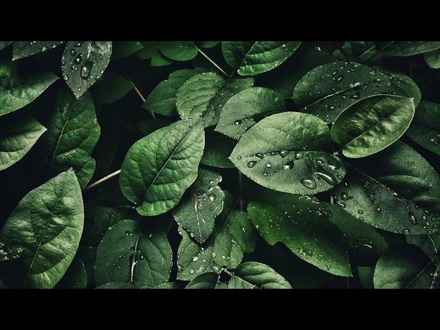 Green Plants TV Screensaver Background Wallpaper Art Modern Botanical Plants Greenery