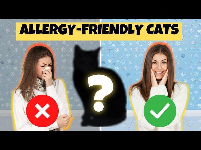 The Best Cat Breeds for People With Allergies