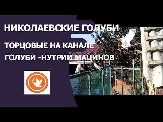 НИКОЛАЕВСКИЕ ГОЛУБИ ТОРЦОВЫЕ НА КАНАЛЕ ГОЛУБИ -НУТРИИ МАЦИНОВ!