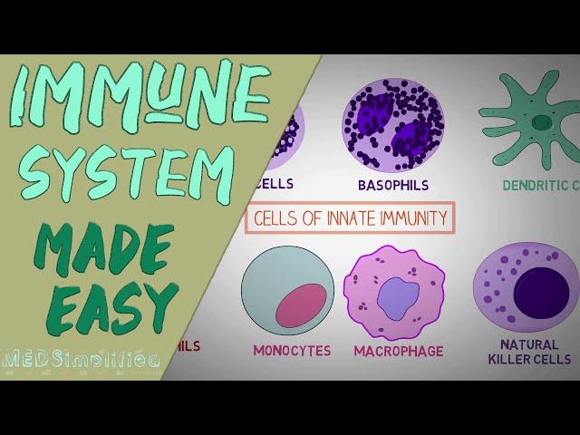 IMMUNE SYSTEM MADE EASY- IMMUNOLOGY INNATE AND ADAPTIVE IMMUNITY SIMPLE ANIMATION