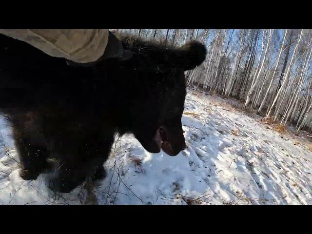 Пожалел что не одел ватные штаны. Медведи.