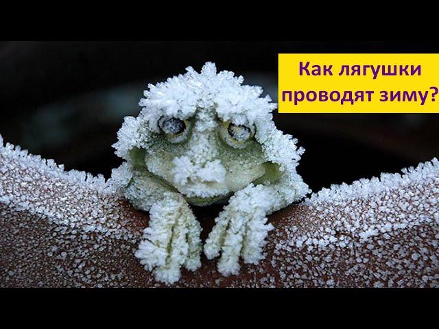 Как зимуют лягушки?