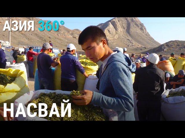 Баткен – родина насвая | АЗИЯ 360°