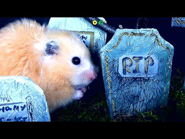 Hamster Halloween Obstacle Course! Huge Candy Haul!