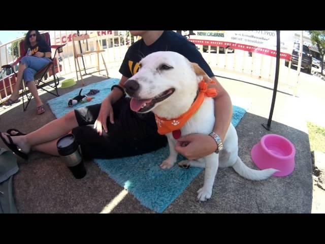 JSAdventure #78 - Golden City Asian Food Market, PETCO, Mall