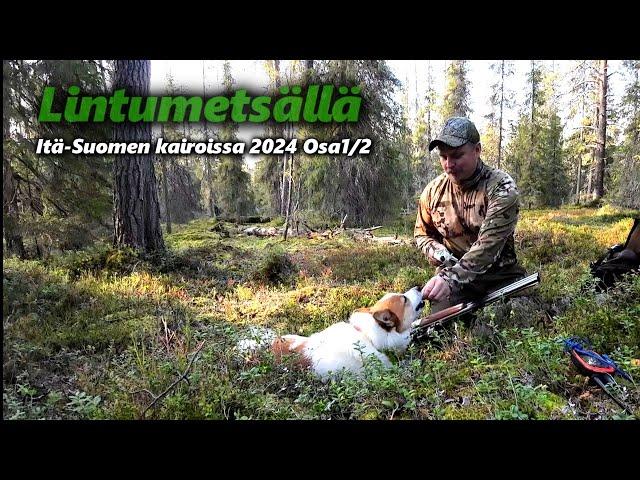 Metsäkanalinnustusta itä-Suomen kairoissa osa1/2 | Pohjanpystykorva Suomenpystykorva