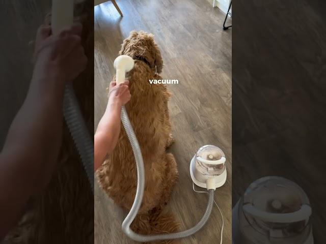 The third one will keep your dog entertained for hours  #gadgets #petfinds