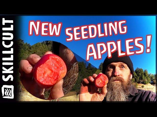 Taste Testing NEW Red Fleshed Seedling Apples!