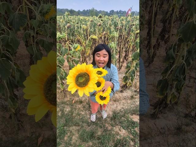 I love sunflower | Pinmook shorts