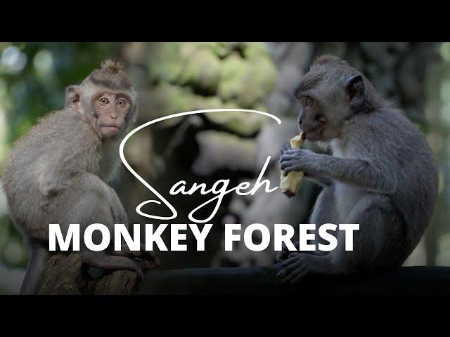 Sangeh monkey Forest | Cinematic