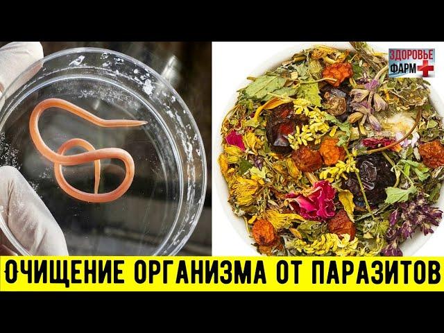 Очищение организма от паразитов в домашних условиях / Здоровье фарм