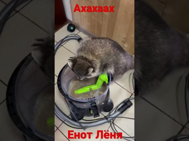 Енот Лёня РЖАКА