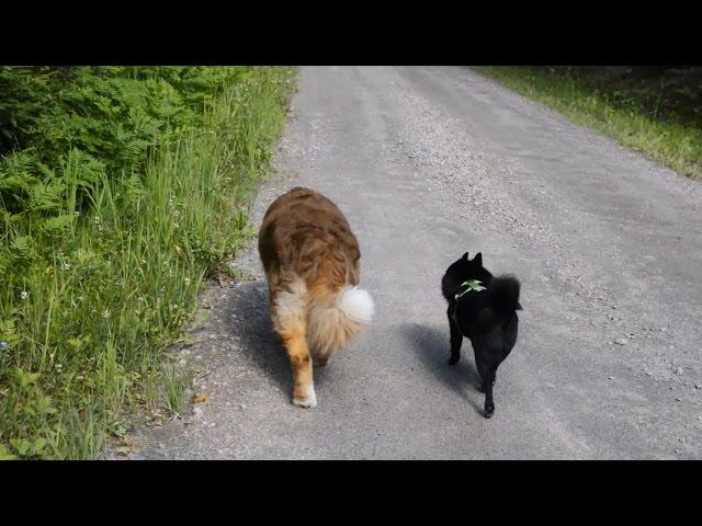 Jekku schipperke & Emmi aussie camping - telttailemassa