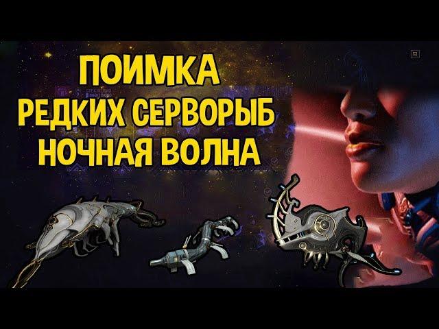 WARFRAME ЗАДАНИЕ НОЧНОЙ ВОЛНЫ ПОИМКА РЕДКОЙ СЕРВОРЫБЫ