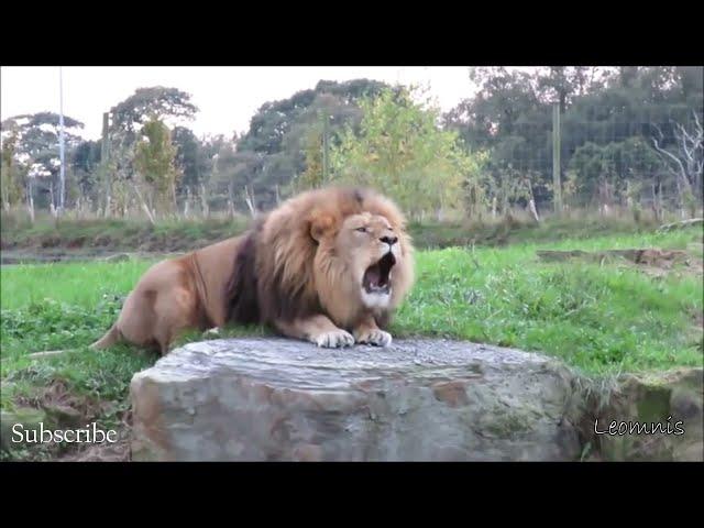 Impressive footages of Barbary Lions - [ The King of Beast ]