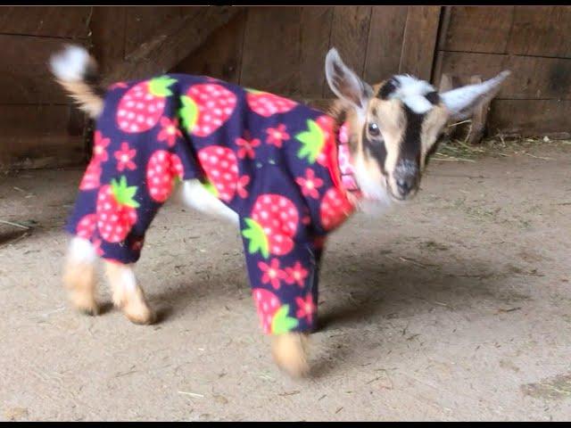 Goat Babies in Pajamas!