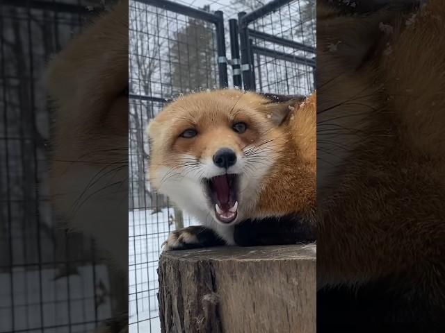 This Is The Sassiest Fox In The World l The Dodo