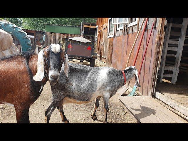 Когда крыть коз // Седимин // Обезроживание резинками