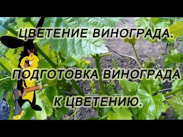  Цветение винограда. Что нужно и что нельзя делать.