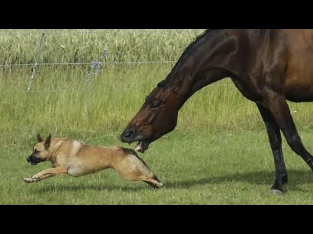 THE HORSE IS IN ACTION! Horse vs Dog Crocodile Camel and Horse