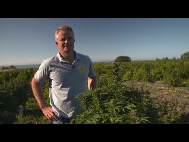 Small Marlborough company ready to harvest New Zealand's largest crop of medicinal cannabis