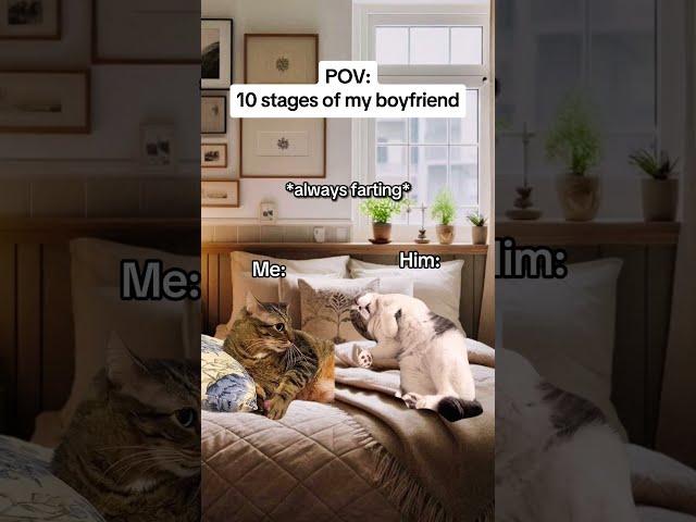 CAT MEMES 10 stages of my boyfriend #catmemes #relatable #relationship