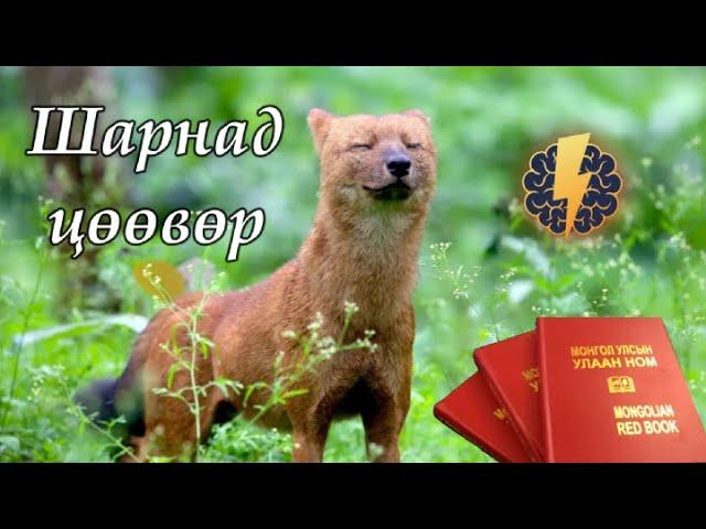 Шарнад цөөвөр - Cuon alpinus / Монгол улсын улаан ном / #1