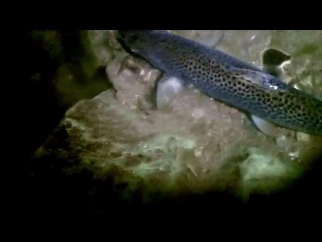 Sea Trout on the Fly at night. "September" ( HD )