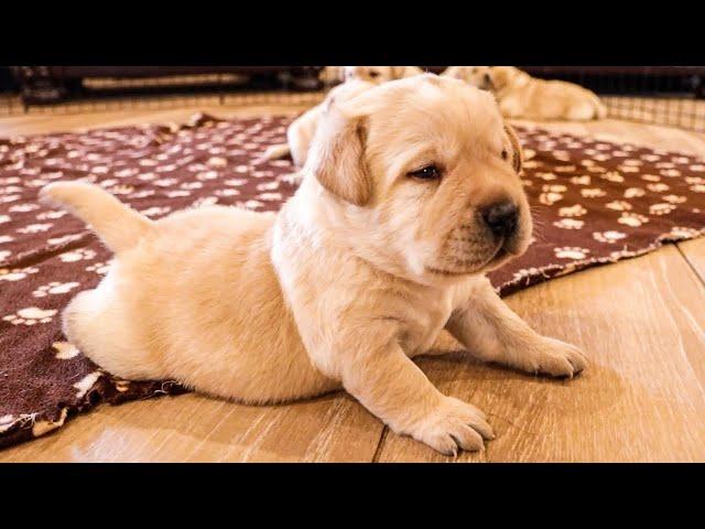 The Best Labrador Videos of 2023!!