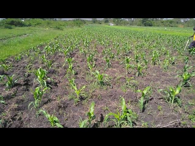 herbicide application in maize farm, Lambwe. Governor 580