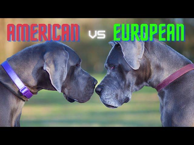 European vs American Style Great Dane: What's the Difference and Does It Matter? | Great Dane Care