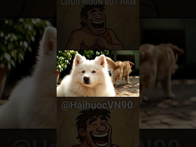#samoyed & Golden #hài #humor #haihuocvn90