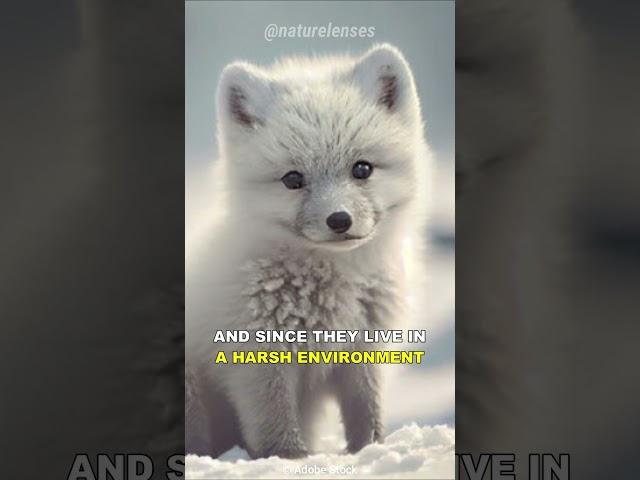 Arctic Fox | One Of The Cutest Predators On Earth