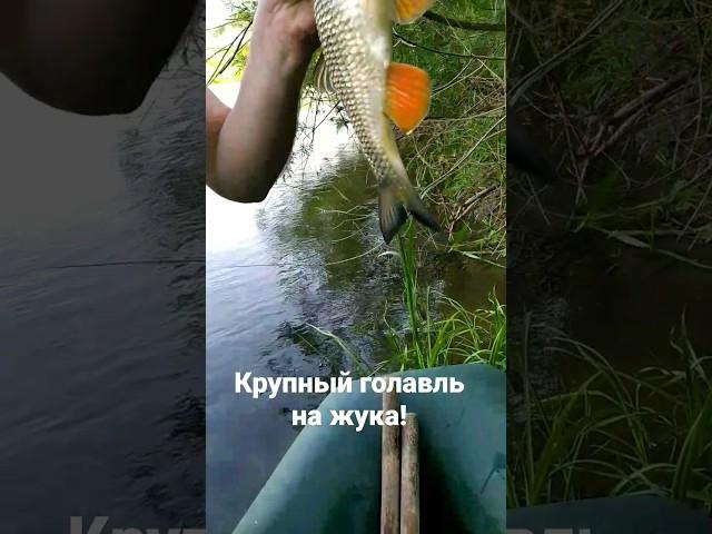 Крупный голавль на жука  Рыбалка #fishing #shorts