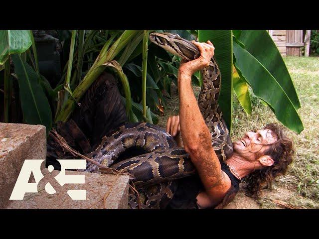 Top 3 PYTHON Captures (Part 2) | Billy the Exterminator | A&E