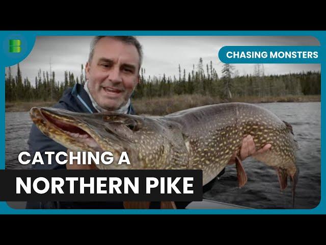 Hunting a Predatory Northern Pike - Chasing Monsters - S05 EP504 - Fishing Show