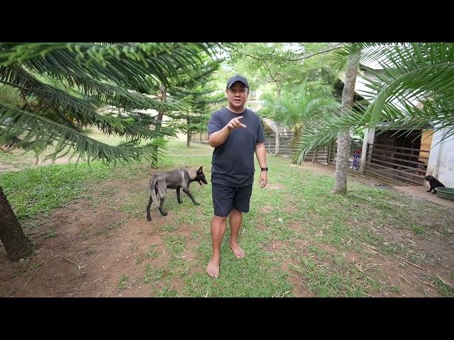 Alpha Dog Explained base sa punto de vista ng Supero #alphadog #kingcharles