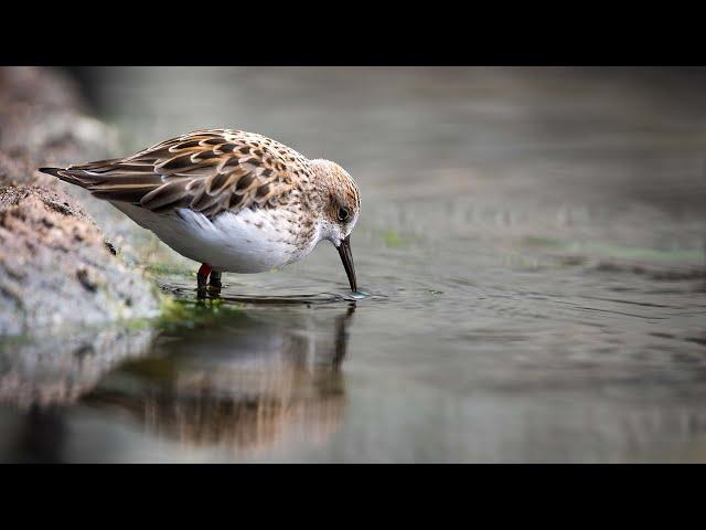 Live Aviary Cam - Monterey Bay Aquarium