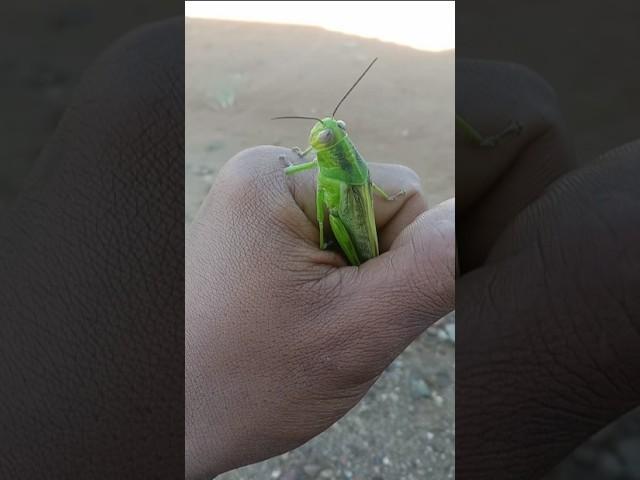 this grasshopper is very big#insects #nature #grasshopper